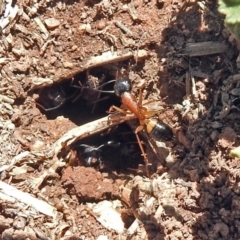 Camponotus consobrinus at Fyshwick, ACT - 21 Oct 2018