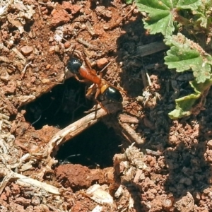 Camponotus consobrinus at Fyshwick, ACT - 21 Oct 2018