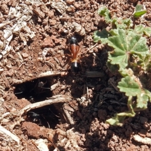 Camponotus consobrinus at Fyshwick, ACT - 21 Oct 2018