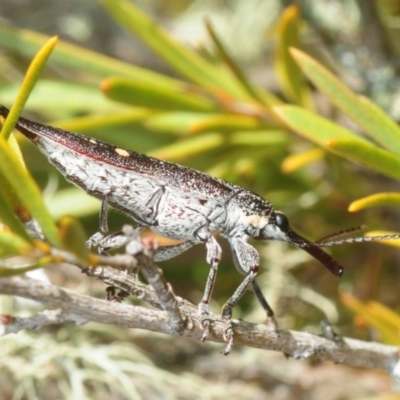 Rhinotia bidentata (Two-spot Rhinotia weevil) at Carwoola, NSW - 21 Oct 2018 by Harrisi