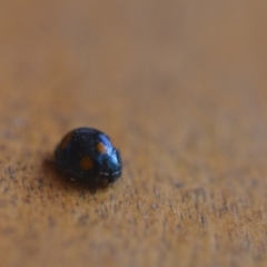 Orcus australasiae (Orange-spotted Ladybird) at QPRC LGA - 20 Aug 2018 by natureguy