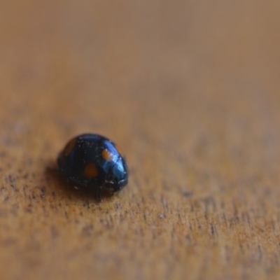 Orcus australasiae (Orange-spotted Ladybird) at QPRC LGA - 20 Aug 2018 by natureguy