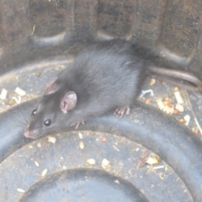 Rattus rattus (Black Rat) at QPRC LGA - 21 Aug 2018 by natureguy