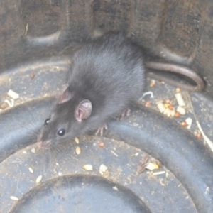 Rattus rattus at Wamboin, NSW - 21 Aug 2018 04:13 PM