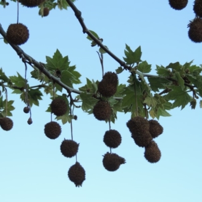 Platanus x acerifolia (London Plane Tree) at Paddys River, ACT - 13 Oct 2018 by michaelb