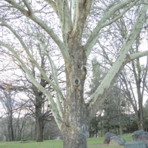 Platanus x acerifolia at Paddys River, ACT - 13 Oct 2018