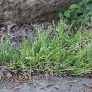 Poa annua at Point Hut to Tharwa - 13 Oct 2018