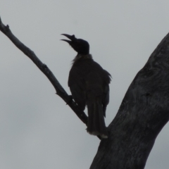 Philemon corniculatus (Noisy Friarbird) at Tennent, ACT - 16 Oct 2018 by MichaelBedingfield