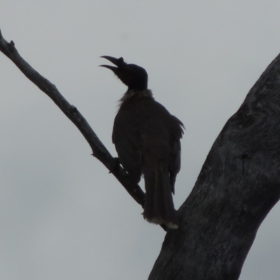 Philemon corniculatus (Noisy Friarbird) at Namadgi National Park - 16 Oct 2018 by michaelb