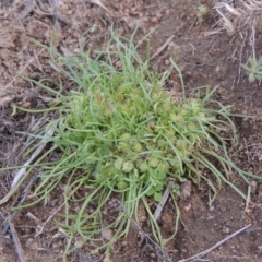 Isoetopsis graminifolia (Grass Cushion Daisy) at Tennent, ACT - 16 Oct 2018 by michaelb