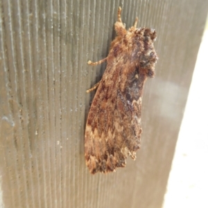 Sorama bicolor at Stromlo, ACT - 20 Oct 2018