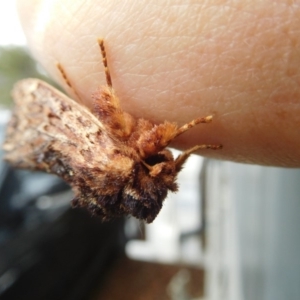 Sorama bicolor at Stromlo, ACT - 20 Oct 2018