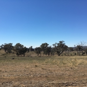 Polytelis swainsonii at Denman Prospect, ACT - suppressed