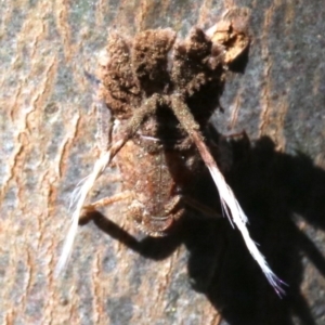 Platybrachys sp. (genus) at Ainslie, ACT - 21 Oct 2018