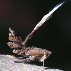 Platybrachys sp. (genus) at Ainslie, ACT - 21 Oct 2018