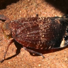 Platybrachys sp. (genus) at Ainslie, ACT - 21 Oct 2018