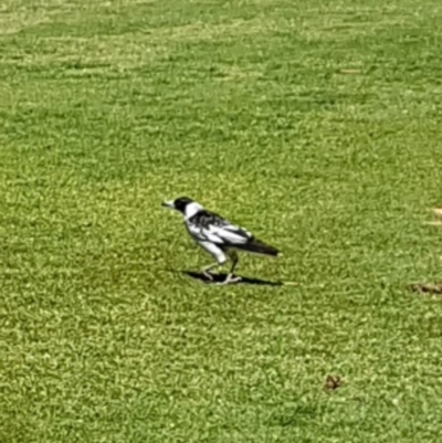 Gymnorhina tibicen (Australian Magpie) at Narrabundah, ACT - 21 Oct 2018 by Kyra