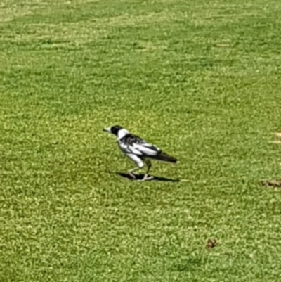 Gymnorhina tibicen (Australian Magpie) at Narrabundah, ACT - 22 Oct 2018 by Kyra