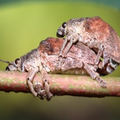 Gonipterus sp. (genus) (Eucalyptus Weevil) at Ainslie, ACT - 21 Oct 2018 by jb2602