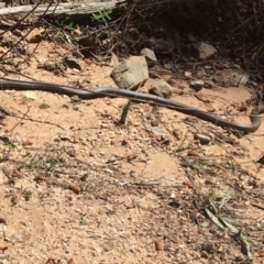 Demansia psammophis (Yellow-faced Whipsnake) at Uriarra Village, ACT - 20 Oct 2018 by WillO