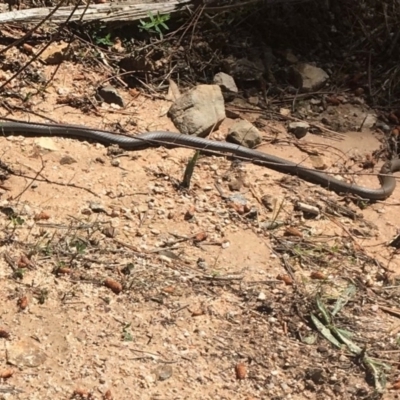 Demansia psammophis (Yellow-faced Whipsnake) at Paddys River, ACT - 20 Oct 2018 by WillO