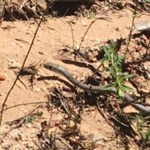 Demansia psammophis at Uriarra Village, ACT - 21 Oct 2018 12:00 AM