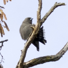 Artamus cyanopterus (Dusky Woodswallow) at Fyshwick, ACT - 4 Jun 2018 by jb2602