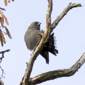 Artamus cyanopterus at Fyshwick, ACT - 4 Jun 2018