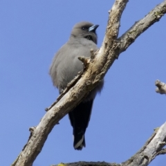 Artamus cyanopterus at Fyshwick, ACT - 4 Jun 2018