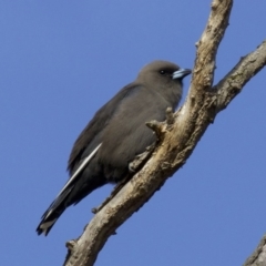 Artamus cyanopterus at Fyshwick, ACT - 4 Jun 2018