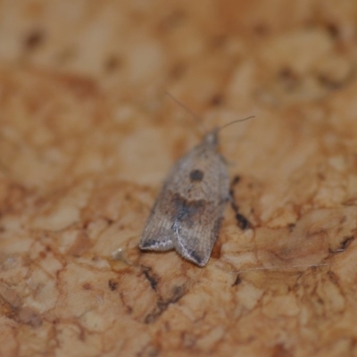 Epiphyas postvittana (Light Brown Apple Moth) at QPRC LGA - 25 Aug 2018 by natureguy