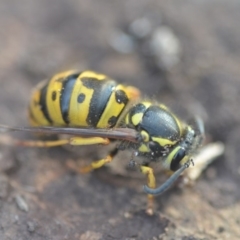 Vespula germanica (European Wasp, German Yellowjacket Wasp) at Wamboin, NSW - 26 Aug 2018 by natureguy