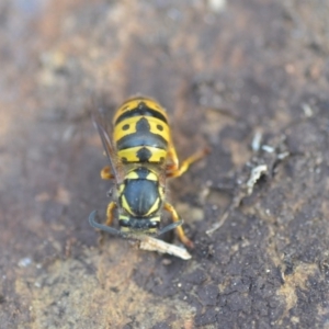 Vespula germanica at Wamboin, NSW - 26 Aug 2018