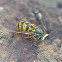 Vespula germanica at Wamboin, NSW - 26 Aug 2018 08:19 PM