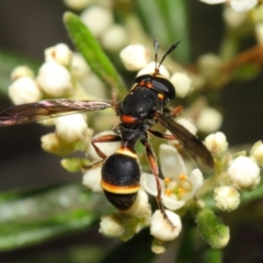 Ceriana (Sphiximorpha) breviscapa (Wasp-mimic hoverfly) at Acton, ACT - 21 Oct 2018 by Tim L