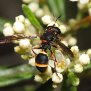 Ceriana (Sphiximorpha) breviscapa at Acton, ACT - 21 Oct 2018