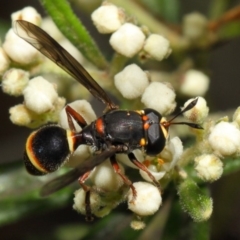 Ceriana (Sphiximorpha) breviscapa at Acton, ACT - 21 Oct 2018