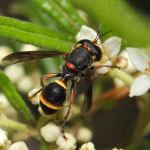 Ceriana (Sphiximorpha) breviscapa at Acton, ACT - 21 Oct 2018