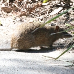 Isoodon obesulus obesulus (Southern Brown Bandicoot) at Tidbinbilla Nature Reserve - 13 Sep 2018 by leithallb