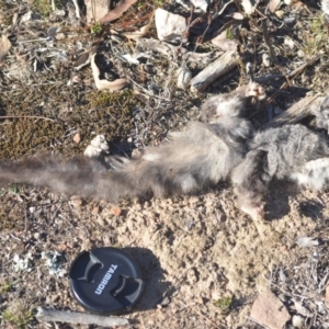 Petaurus notatus at Wamboin, NSW - 29 Aug 2018 12:27 PM