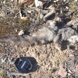 Petaurus notatus at Wamboin, NSW - 29 Aug 2018 12:27 PM