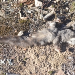 Petaurus notatus at Wamboin, NSW - 29 Aug 2018 12:27 PM