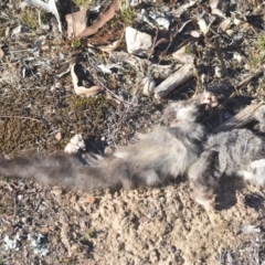 Petaurus notatus at Wamboin, NSW - 29 Aug 2018 12:27 PM