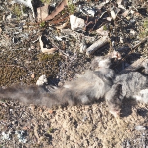 Petaurus notatus at Wamboin, NSW - 29 Aug 2018 12:27 PM