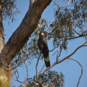 Zanda funerea at Wamboin, NSW - 4 Sep 2018