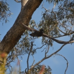 Zanda funerea at Wamboin, NSW - 4 Sep 2018