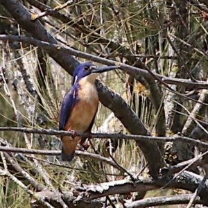 Ceyx azureus at Coree, ACT - 11 Sep 2018