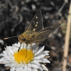 Trapezites luteus (Yellow Ochre, Rare White-spot Skipper) at Michelago, NSW - 22 Oct 2018 by JohnBundock