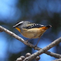 Pardalotus punctatus (Spotted Pardalote) at Acton, ACT - 21 Oct 2018 by TimL