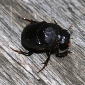 Onthophagus declivis at Ainslie, ACT - 20 Oct 2018